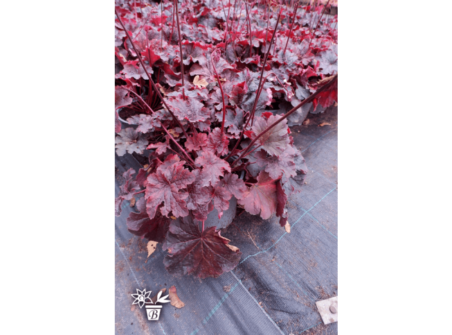 Heuchera   'Cajun Fire'